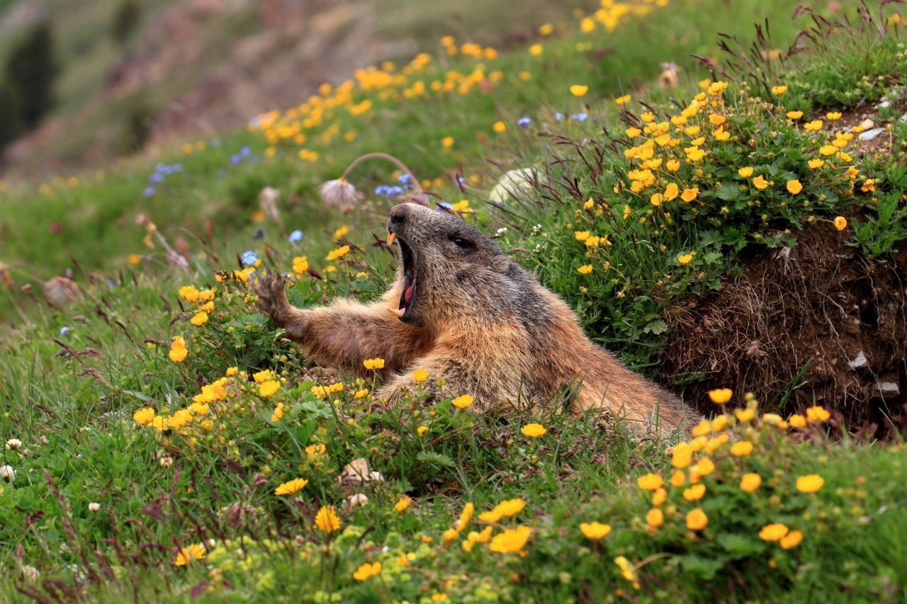 Murmeltier: Der Alpenbewohner schläft ab September rund sechs Monate - und zwar nicht allein. Mehrere Tiere schmiegen sich im Bau aneinander und wärmen sich. Während ihres Winterschlafs essen und trinken sie nicht. Ihr Herz schlägt statt 100 mal nur noch zwei- bis dreimal pro Minute. Ebenso verringern sie ihre Atemfrequenz drastisch. Die Körpertemperatur sinkt von 39 auf bis zu sieben Grad.