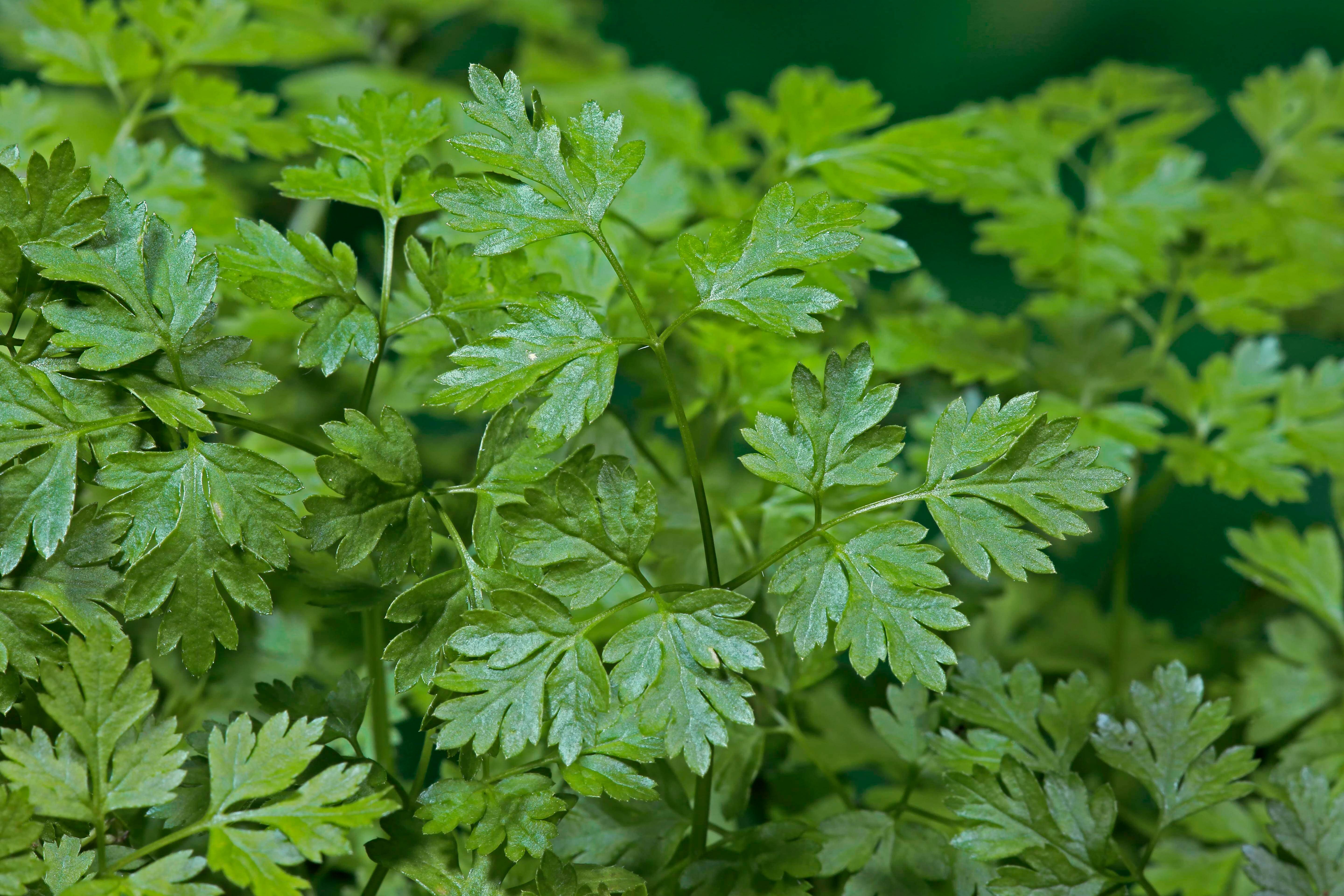 Kerbel: Das Aroma erinnert etwas an Anis und Karotte. Kerbel verfeinert Kräuterbutter und Pesto und passt gut zu Geflügel.