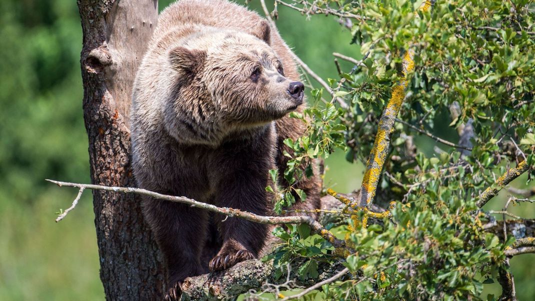 Braunbär im Wildpark