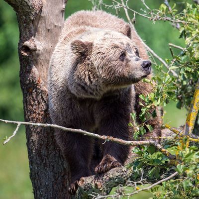 Braunbär im Wildpark