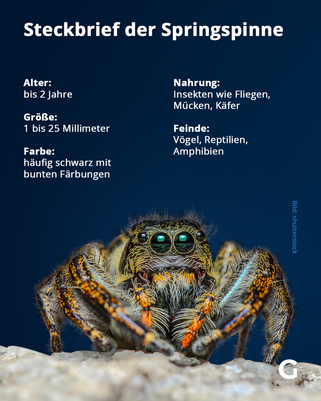 Hier findest du die wichtigsten Infos zur Springspinne im Steckbrief. 