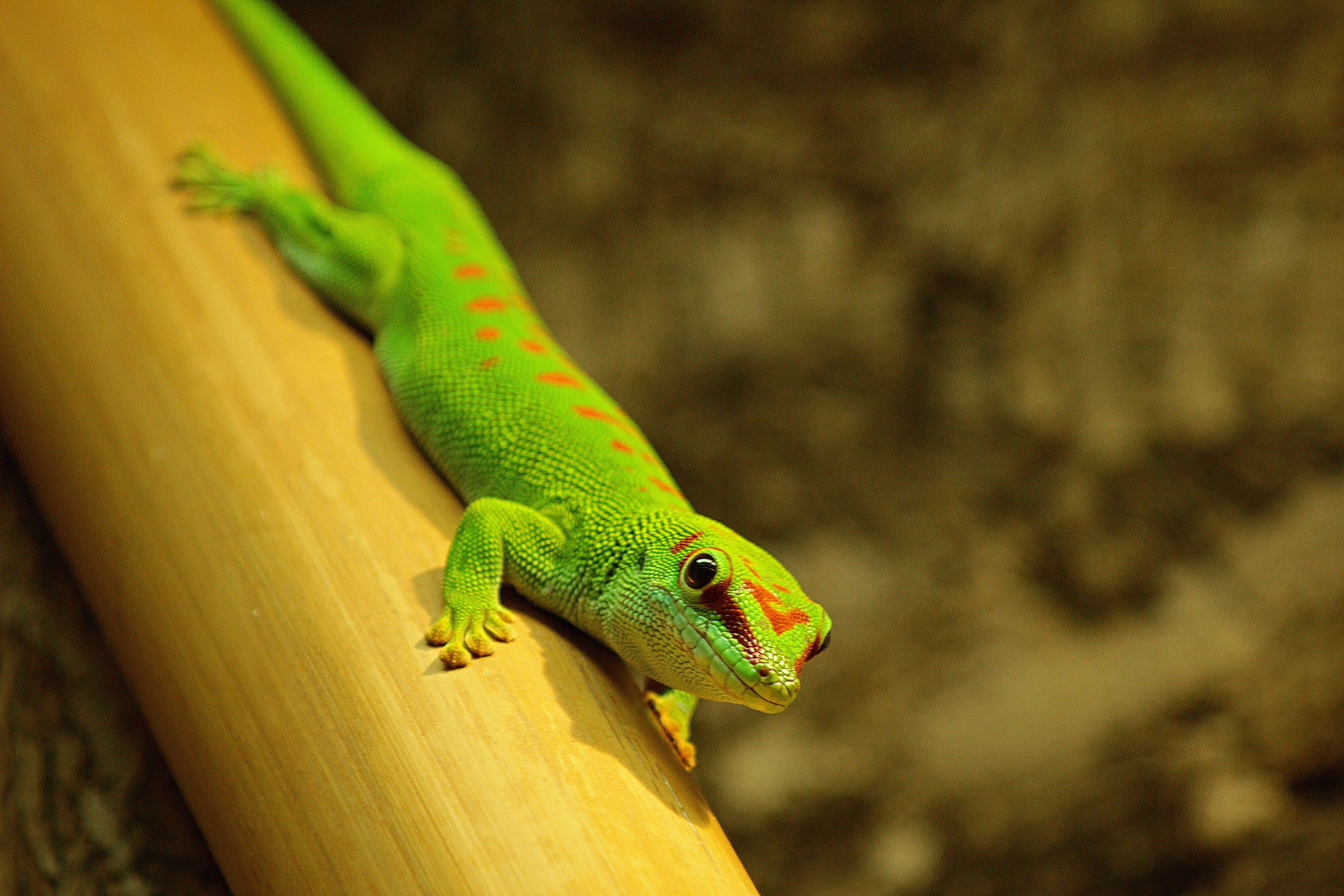 Großer Madagaskar-Taggeckos wohnen ausschließlich auf Madagaskar und einer benachbarten Insel.
