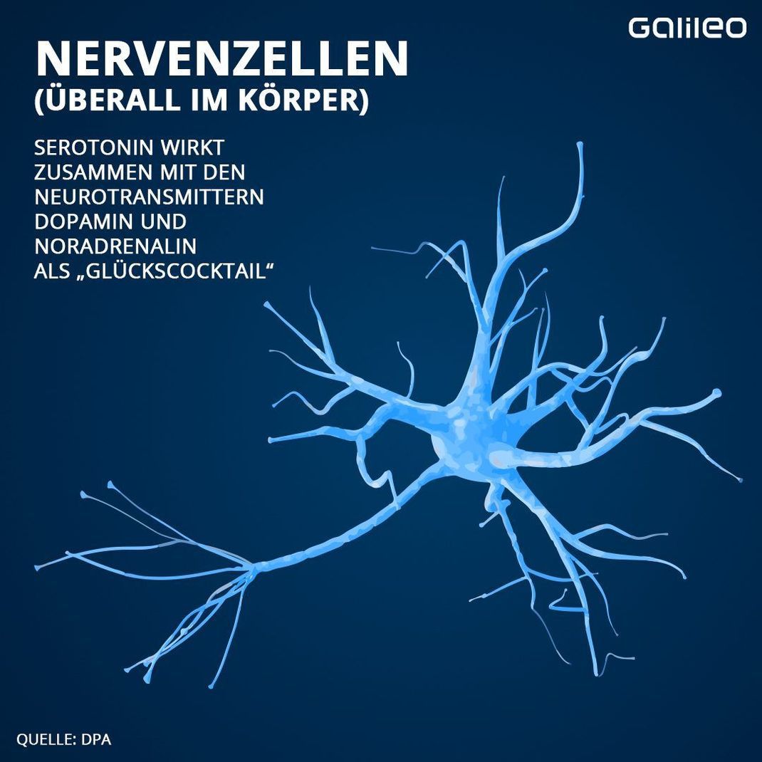 Serotonin wird in den Nervenzellen gebildet. 