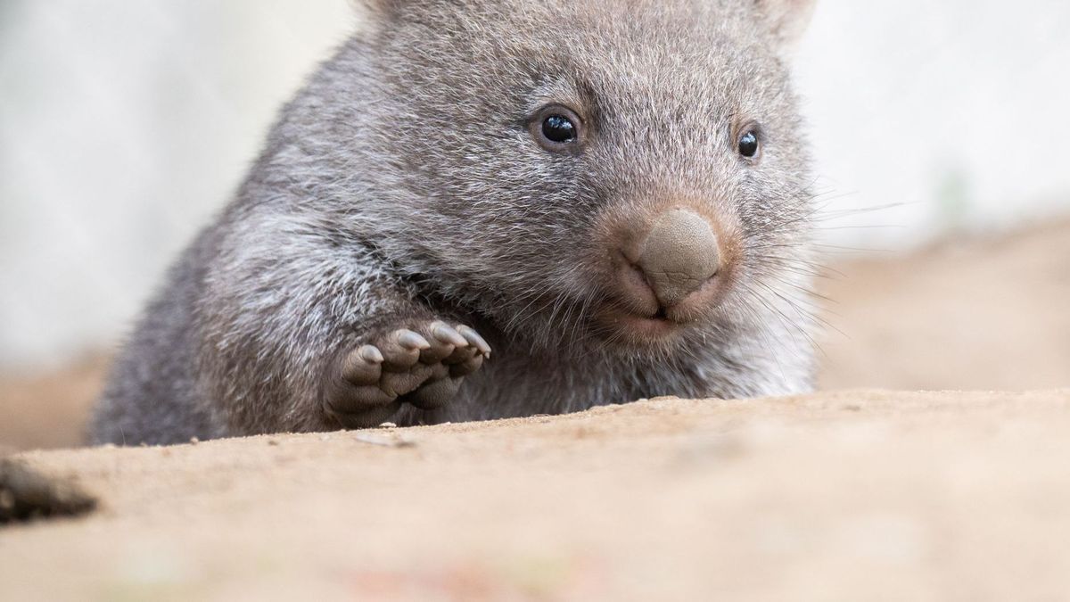 Wombatbaby