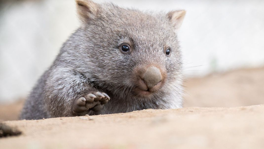 Tierschützer fürchten, dass das Wombat-Baby bei der Aktion verletzt wurde. (Symbolbild)