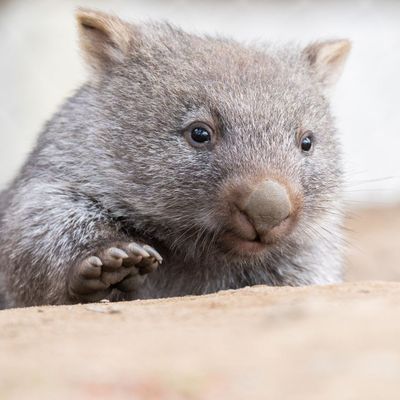 Wombatbaby