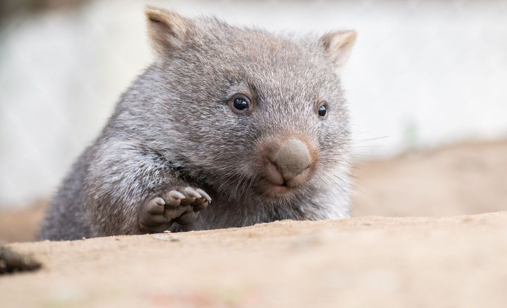 דרמה על Wombat-Baby: המשפיע מבטיח זעם באוסטרליה