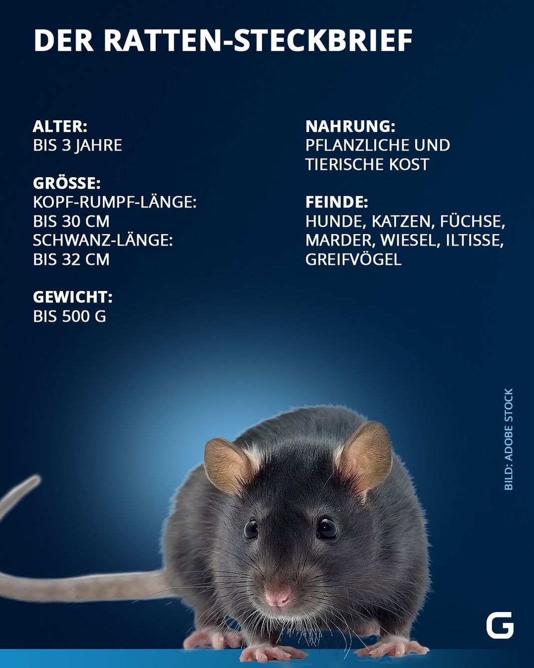 Fakten zur Ratte im Steckbrief. 