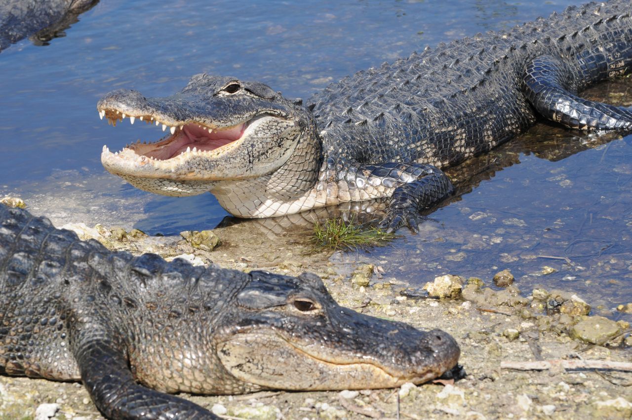 Alligatoren gibt es schon sehr lange auf der Erde. Mitunter wegen ihres guten Immunsystems. Forscher:innen analysieren deswegen ihr Blut.