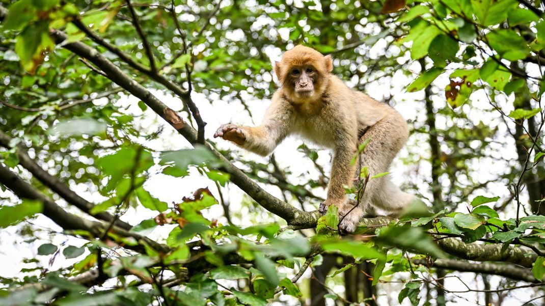 Ein Berberaffe sitzt in Deutschlands größtem Affenfreigehege, dem Affenberg bei Salem, auf einem Baum.