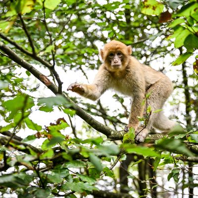 Ausgebüxter Affe: Laut Parkleiter ist Ausriss rekordverdächtig