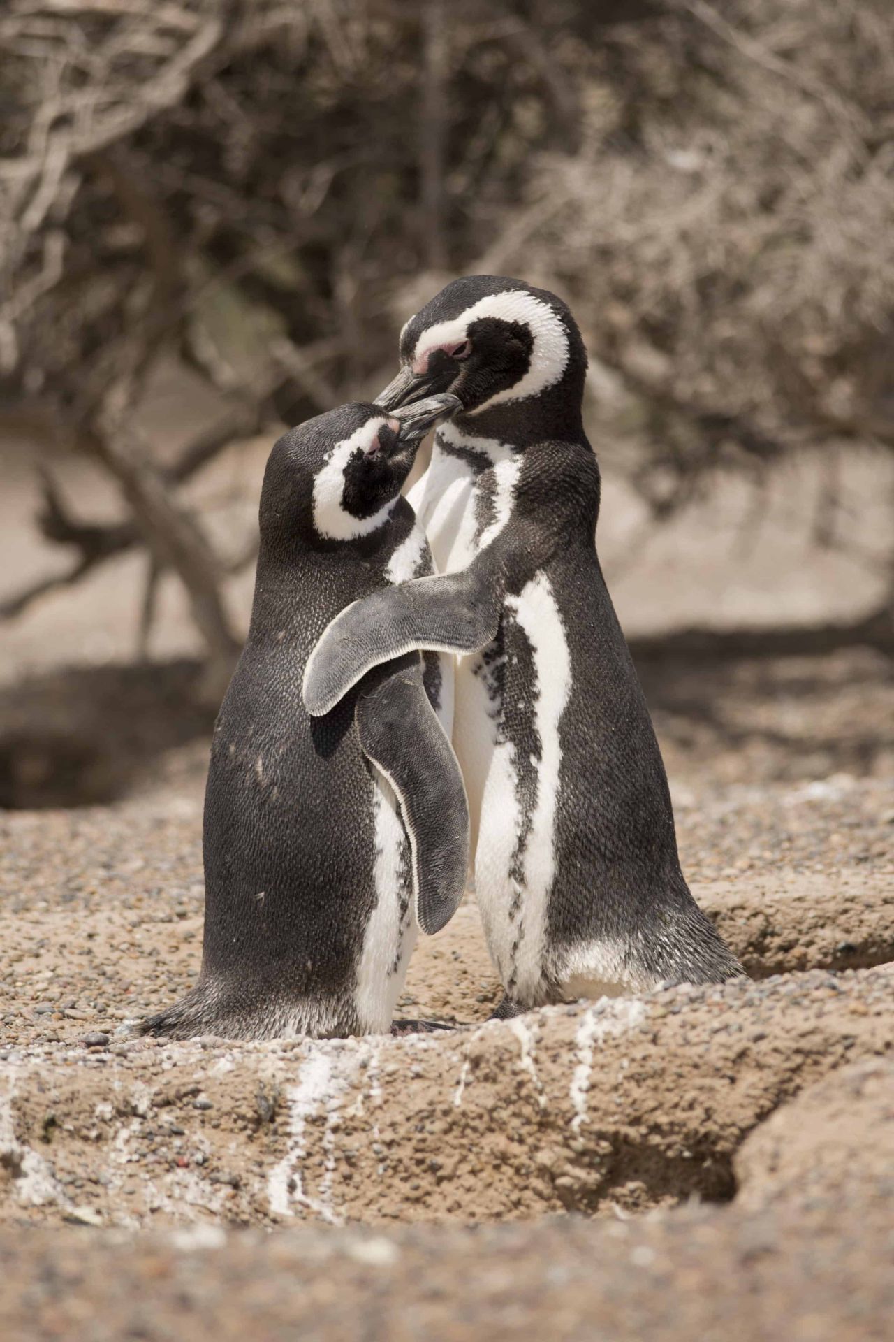 Zwei Magellan-Pinguine in Patagonien. Population: 2,2 bis 3,2 Millionen.