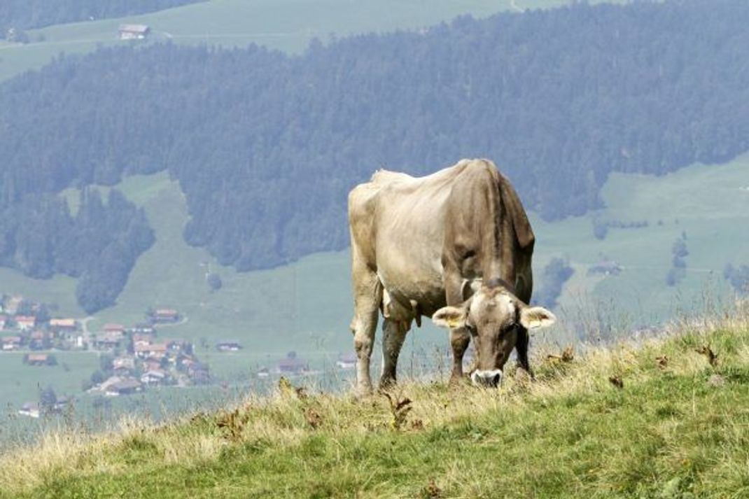 Kühe tragen heutzutage zum Klimawandel bei. Grund dafür ist unter anderem ihr Ruktus-Reflex.