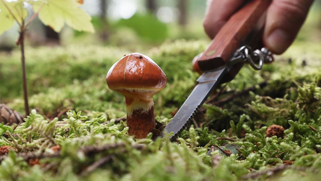 Pilzliebhaber zieht es jetzt im Herbst wieder in die Wälder, wo Steinpilze oder die Krause Glucke warten.