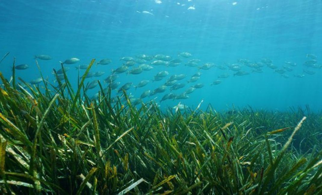 Das Neptun-Gras zählt zu den ältesten Lebewesen der Erde.
