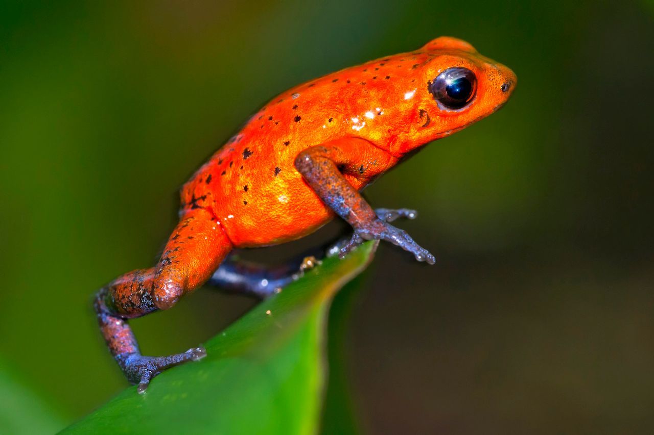 Hat der Erdbeerfrosch blaue Beine wie dieses Exemplar hier, wird er auch "Blue Jeans Frog" genannt.