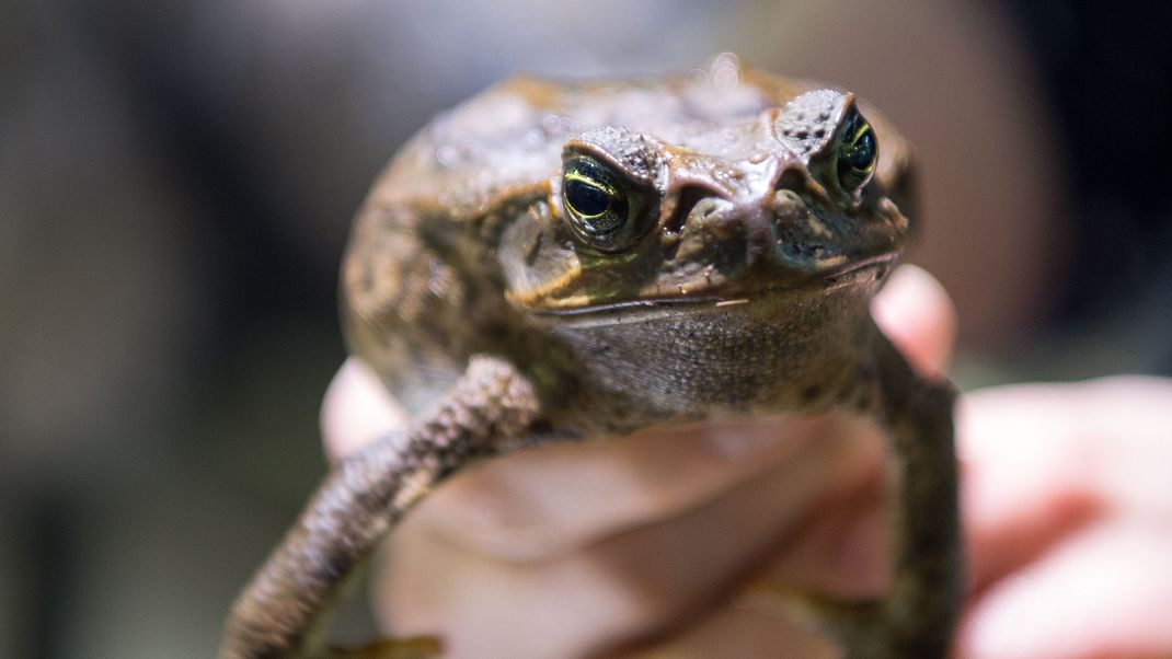 In Australien beginnt die alljährliche Jagd auf die giftigen Aga-Kröten.