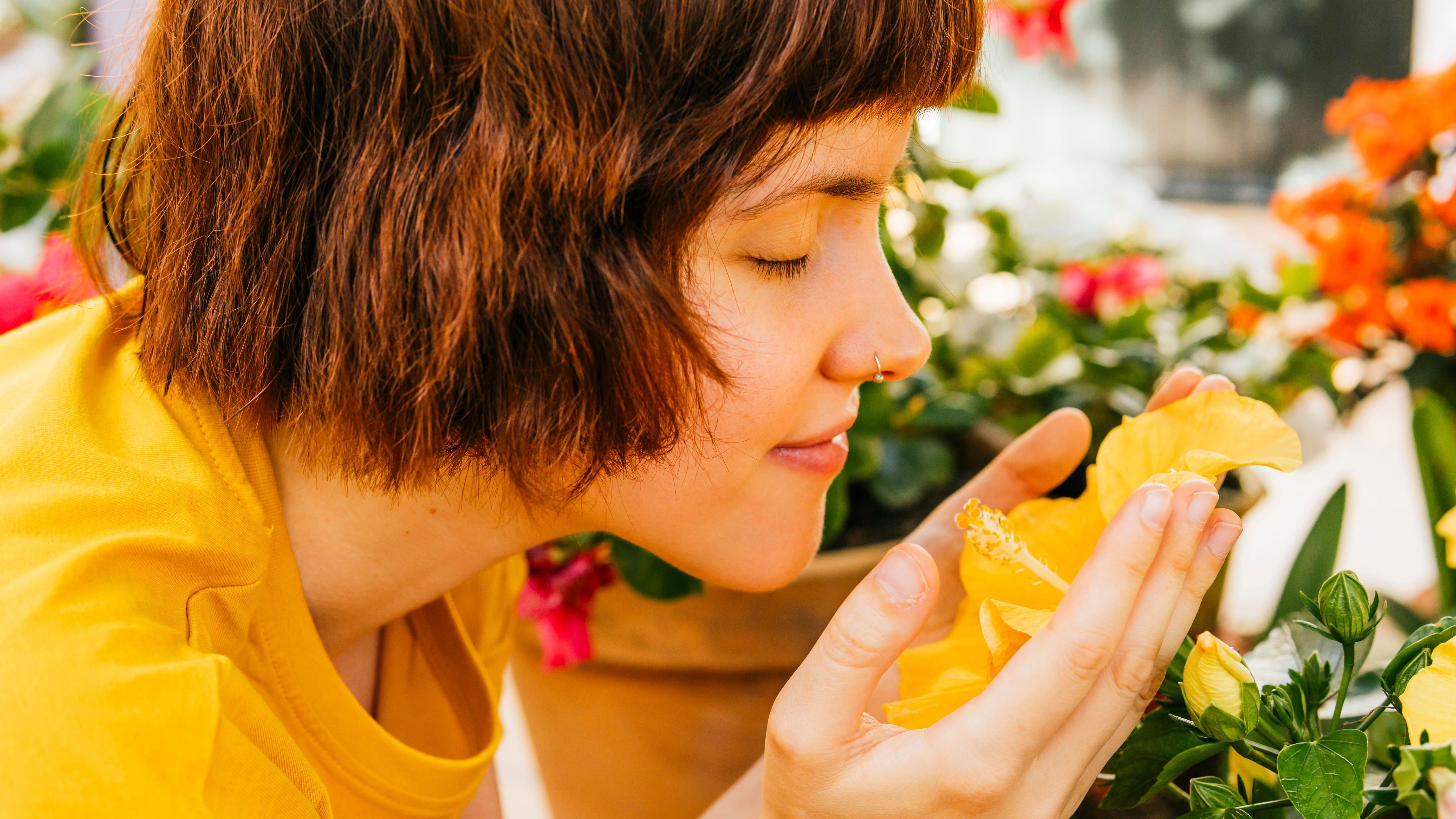 Dein Hibiskus treibt nicht aus? Mit diesen Tipps kannst auch du bald an den Blüten deines blühenden Hibiskus schnuppern.