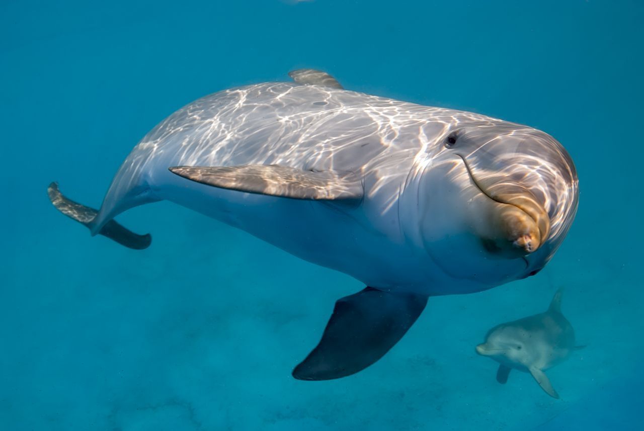 Der Große Tümmler wurde durch den Kult-Klassiker "Flipper" weltberühmt. Auch er schwimmt durch die Nordsee und stattet der Ostsee hin und wieder einen Besuch ab.