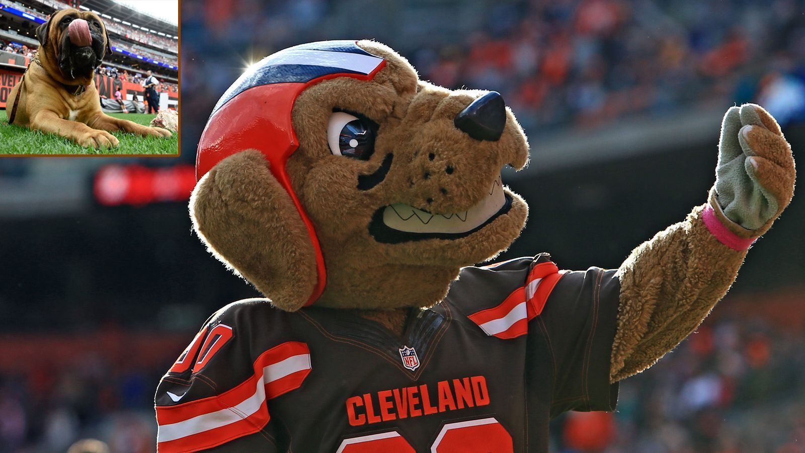 
                <strong>Cleveland Browns: Chomps und Swagger</strong><br>
                Die Browns haben kein Logo auf dem Helm, aber gleich zwei Maskottchen: einen Bullmastiff namens Swagger und den Plüschhund Chomps.
              