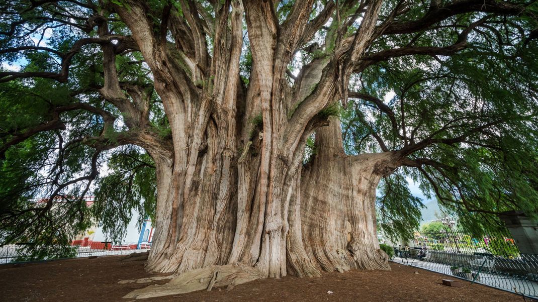 Einen Umfang von 42 Metern hat die Mexikanische Sumpfzypresse Arbol del Tule - so viel wie kein anderer Baum.