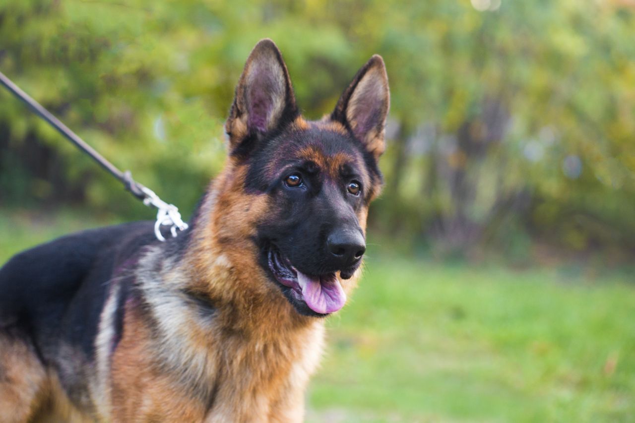 In der Krimiserie "Komissar Rex" beweist der Deutsche Schäferhund seinen ausgeprägten Spürsinn und sein cleveres Köpfchen. Auch im echten Leben kommen Schäferhunde oft als Polizeihunde zum Einsatz. 