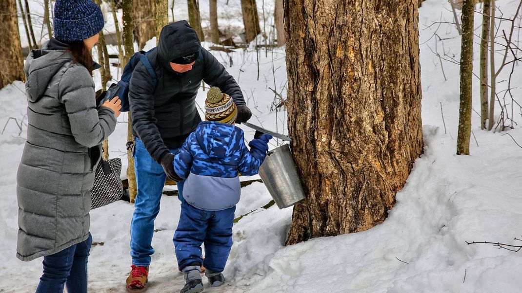 Eine Familie zapft Ahornsirup von einem Baum in Kanada.