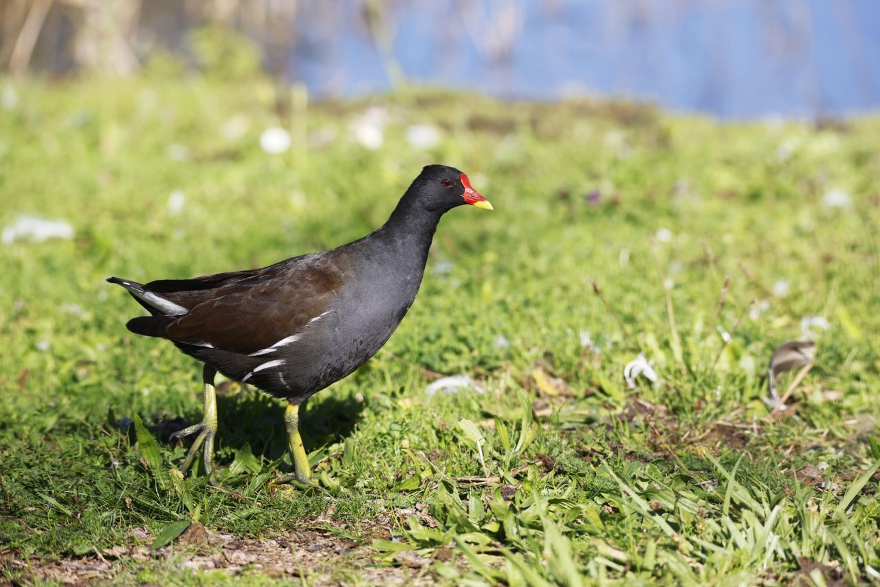 Platz 5 geht an das Teichhuhn. Es fliegt zwar nur kurze Strecken, dafür wird es aber bis zu circa 15 Jahre alt. Der Wasservogel hat grünliche Beine, blaugraues Brustgefieder und desto älter es ist einen umso roteren Schnabel.