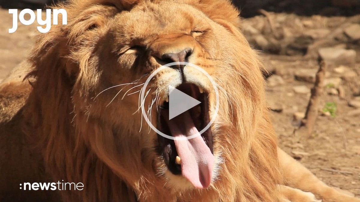 Zoo bittet um Haustiere als Raubtier-Futter