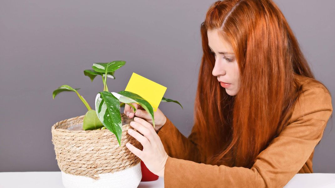 Mit dem Lavendel-Trick und Gelbtafeln, kannst du Trauermücken-Schädlinge bekämpfen.