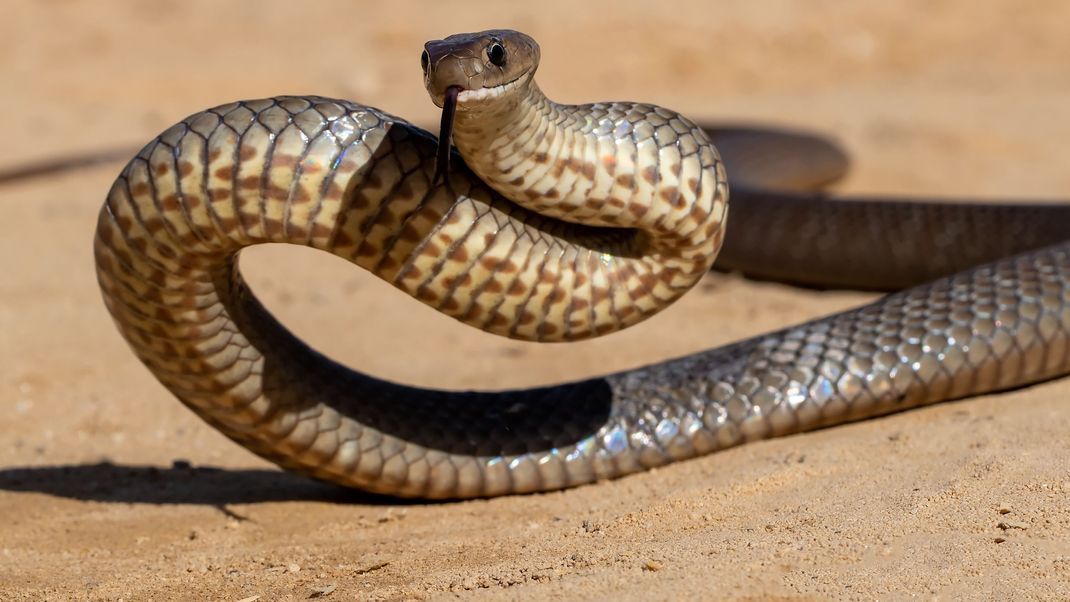 In Australien ist ein Mann bei dem Versuch ums Leben gekommen, Kinder in einer Kita vor einer der giftigsten Schlangen der Welt zu schützen.