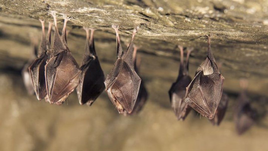 Die hängen ab: Fledermäuse schlafen kopfüber und halten sich mit ihren Krallen an der Decke fest - so sind sie vor Fressfeinden geschützt.