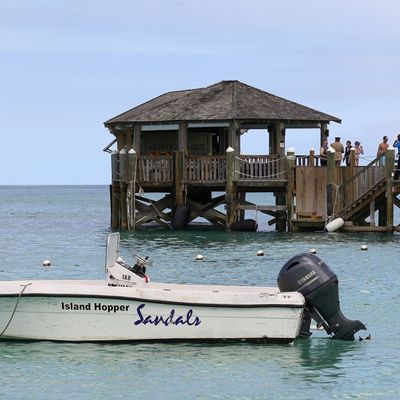 BAHAMAS-SHARK/