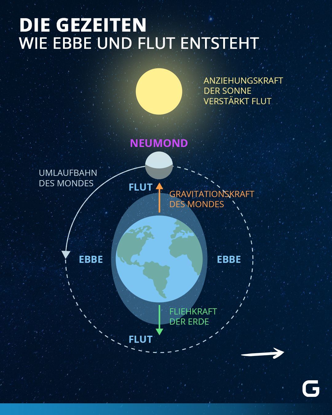 Bei Neumond werden die Gravitationskräfte des Mondes durch die Sonne verstärkt und es kommt zur Springflut.