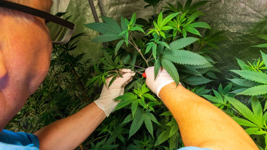 Bayern, Aschheim: Der Vorsitzende des Chillout-Clubs, Wenzel Cerveny, steht in einem speziell beleuchteten Zelt mit Cannabis-Pflanzen und scheidet neue Setzlinge für die Zucht  von Mutterpflanzen.