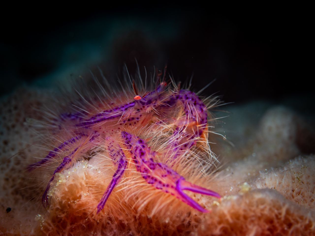 Dieser flauschige Geselle wird zurecht Märchenkrabbe ("fairy crab") oder auch "Pink hairy squat crab" genannt. Mit 1,5 Zentimetern Körperlänge wird er gerade mal so groß wie ein Daumennagel.