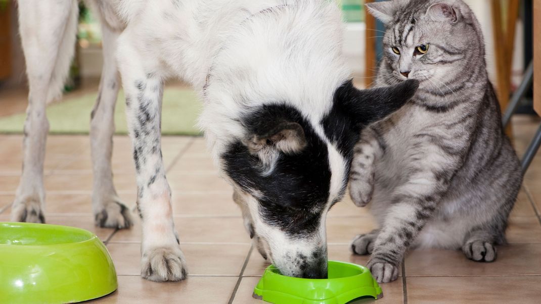 Einige Hunde- und Katzenfutter-Sorten von Fressnapf sollten nicht gefüttert werden. (Symbolbild)