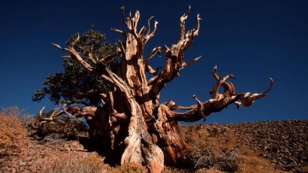 Eine Langlebige Kiefer in Kalifornien ist der älteste Einzelbaum der Welt.