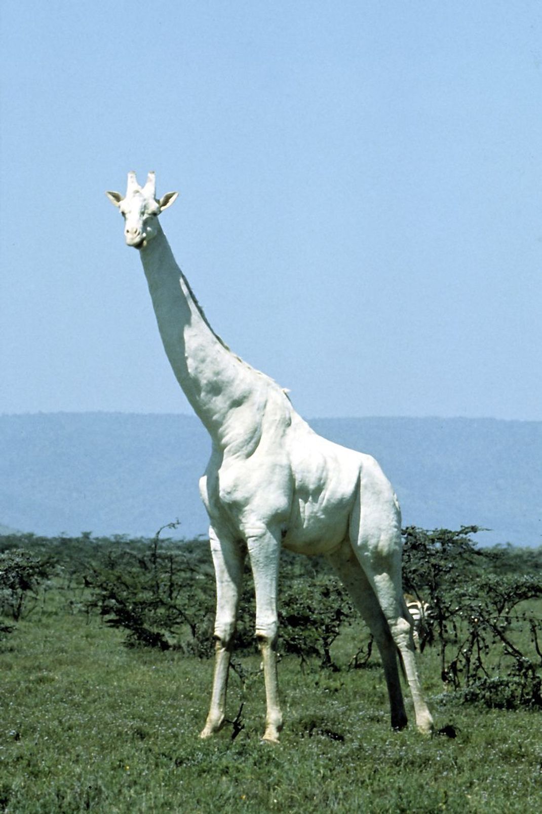 Spektakuläre Aufnahmen von weißen Giraffen gingen 2017 viral. 2020 wurden eine weiße Kuh und ihr Kalb von Wilderern getötet. Vermutlich um die überlebende Giraffe zu schützen, ist es im Internet still um die seltenen Tiere geworden. Hinter der weißen Farbe vermutet man übrigens Leuzismus, einen seltenen Gen-Defekt. 