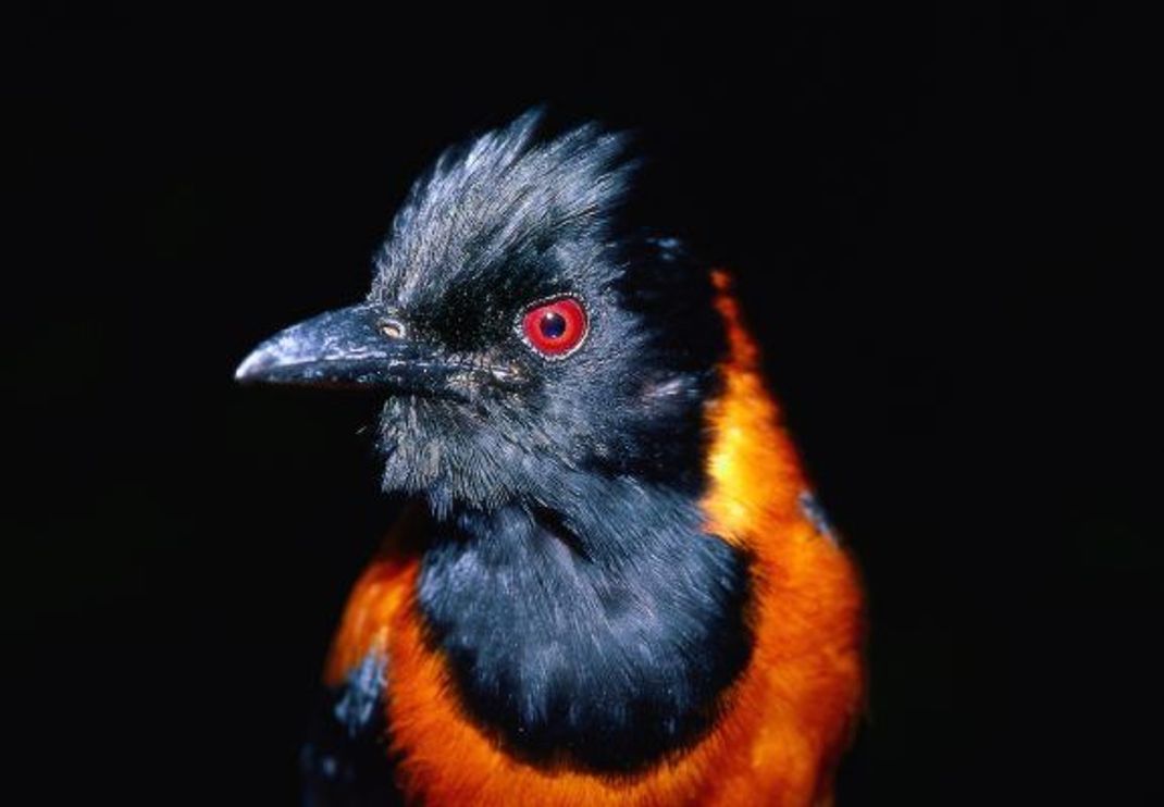 Der giftige Zweifarbenpirol lebt auf Papua Neuguinea.