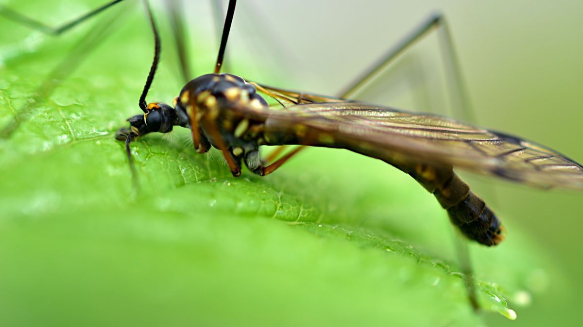 Malaria-Mücke: Die Anopheles-Mücke überträgt den Erreger auf den Menschen, der Malaria auslöst.