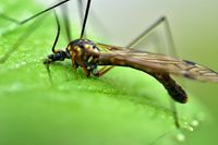Malaria-Mücke: Die Anopheles-Mücke überträgt den Erreger auf den Menschen, der Malaria auslöst.