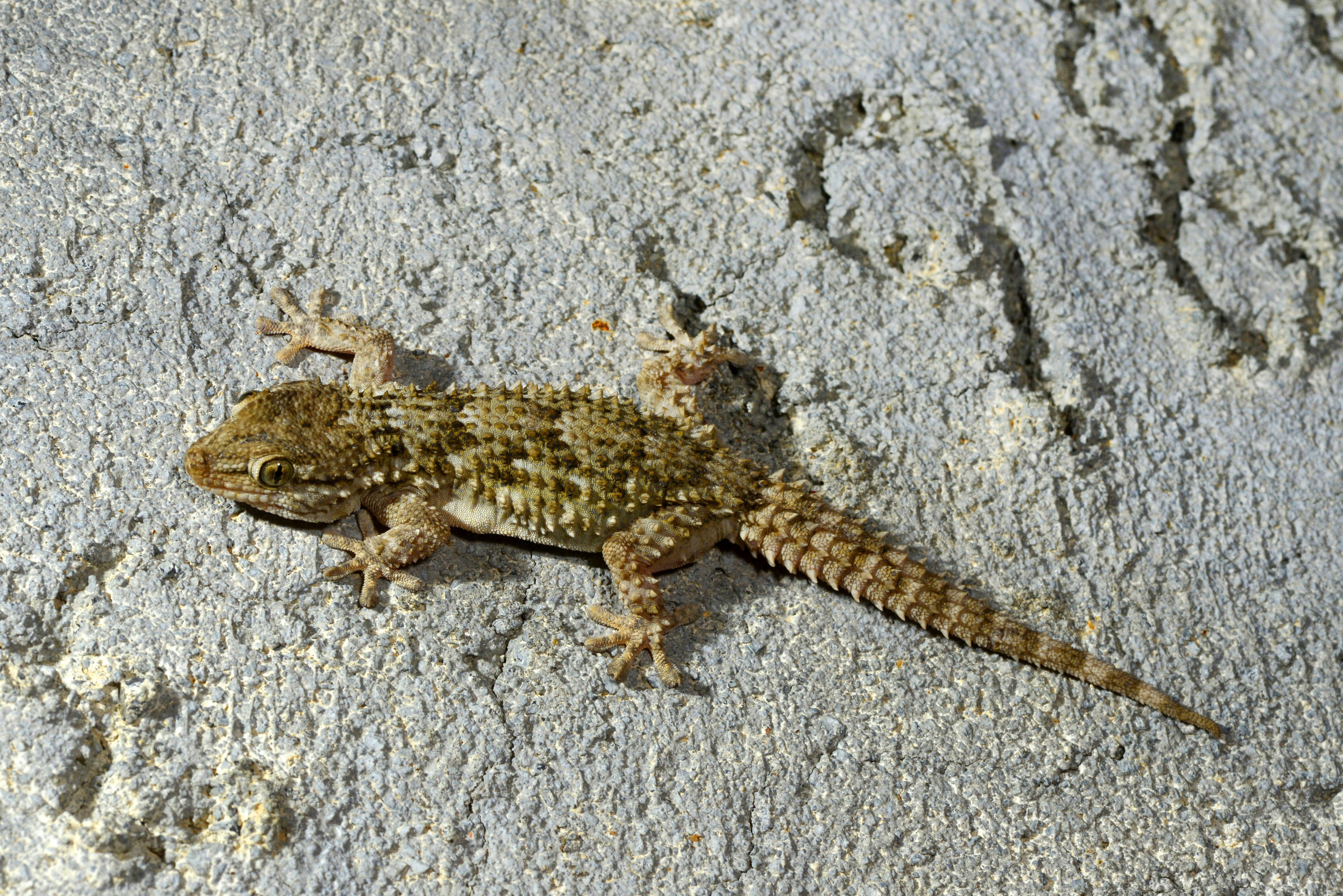 Mauergeckos wohnen in Südeuropa und sind um die 16 Zentimeter lang.