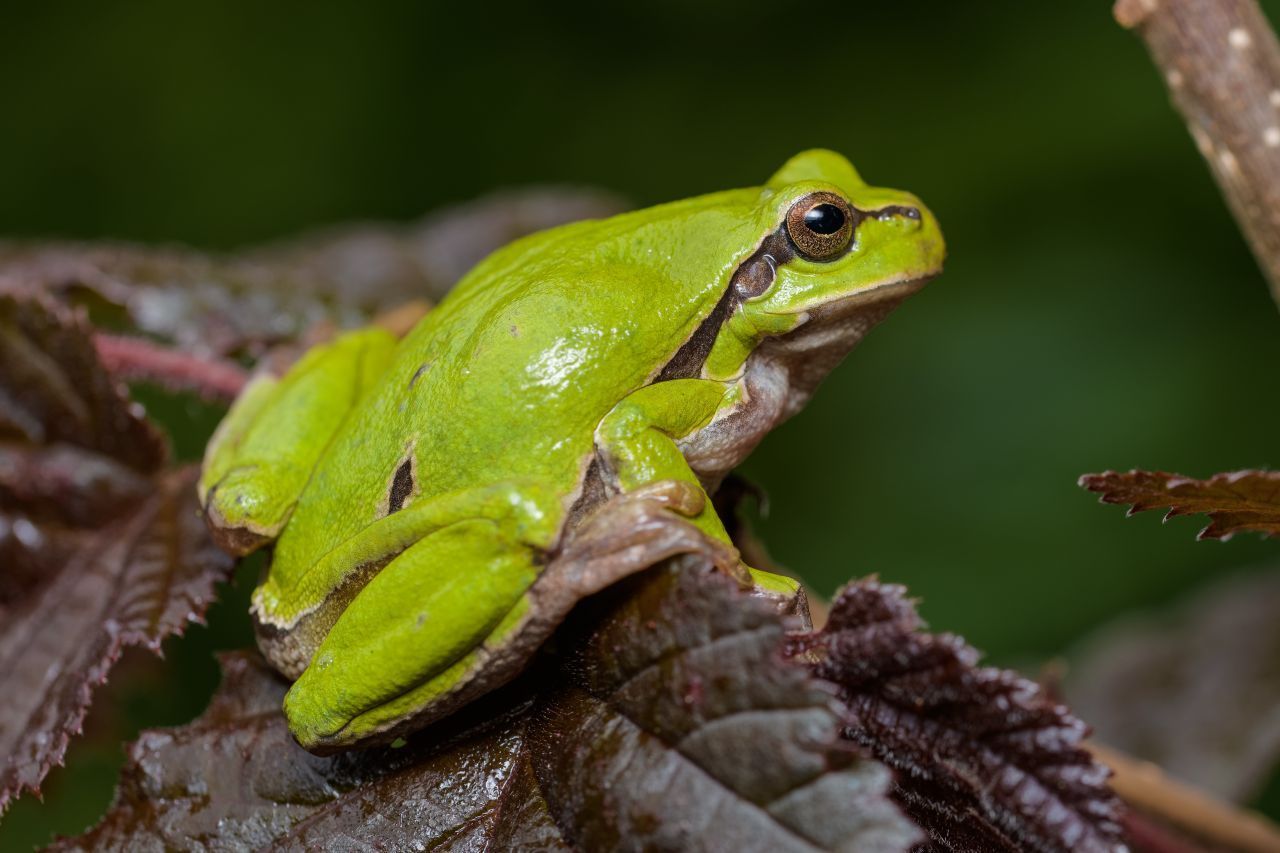 Bis zu fünf Zentimeter groß ist der grüne Europäische Laubfrosch, eine von 1.000 Laubfrosch-Arten weltweit. Als einzige Amphibie hat der Frosch Haftscheiben an den Fingern und Zehen - das hilft beim Klettern.