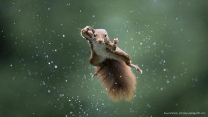 Kung Fu-Eichhörnchen - dieser Winter könnte gefährlich werden.