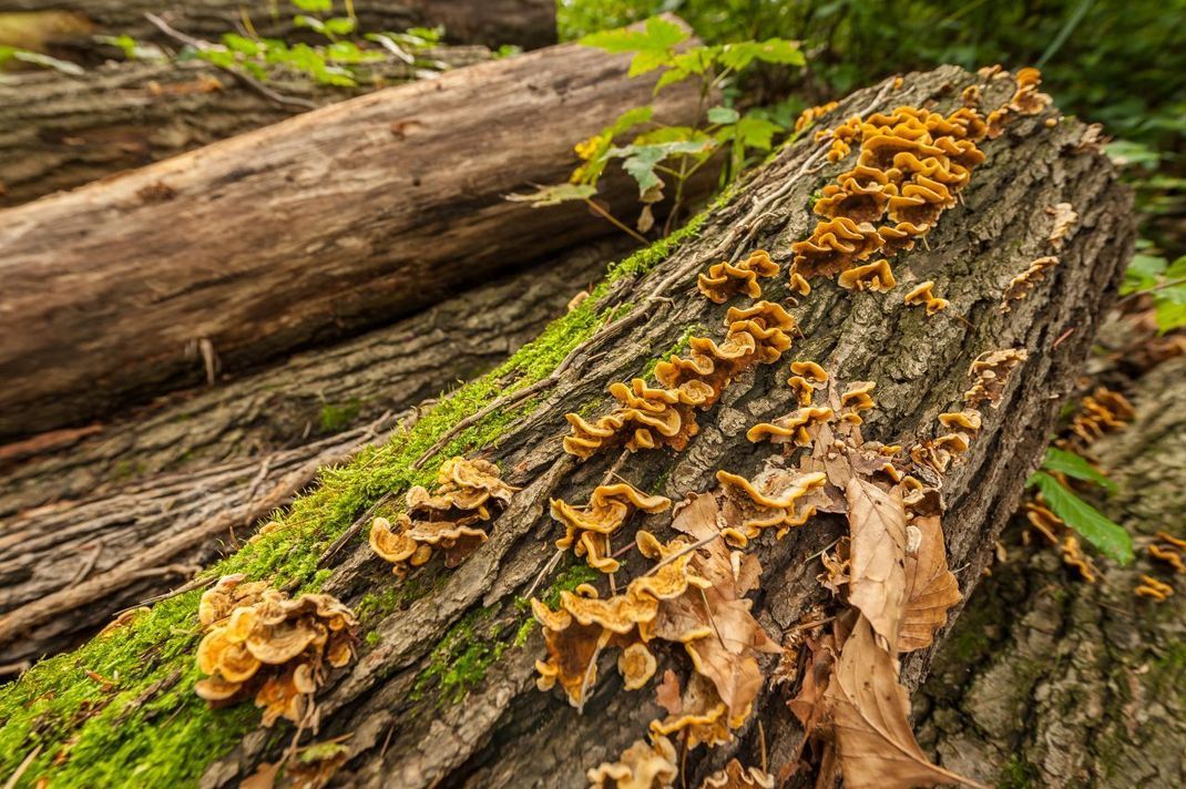 Für Pilze sind verrottende Baumstämme ein guter Nährboden.