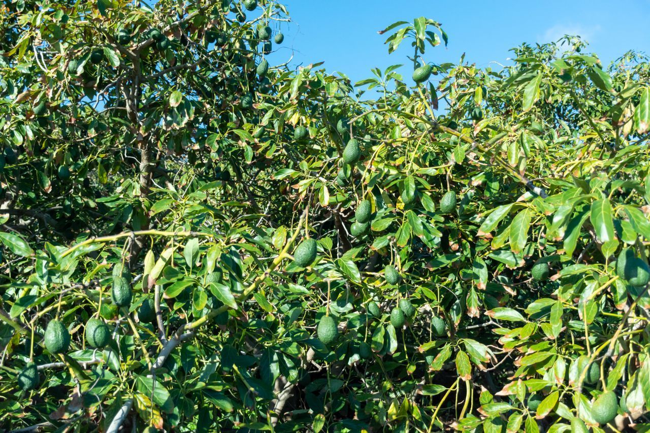 Der Avocado-Weltmarkt boomt und der Wert der Frucht steigt. "Oro Verde", "grünes Gold", wird sie auch genannt - denn ihr Handel bringt Millionen ein.