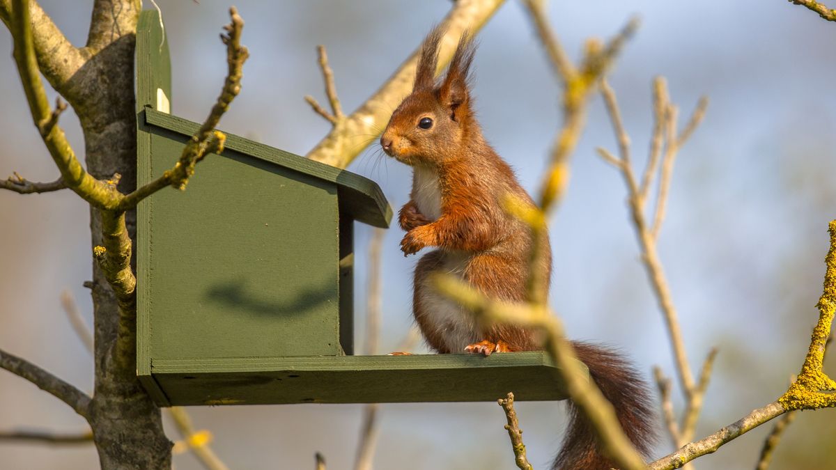 Eichhörnchen Futterhaus für den Winter 