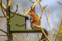 Eichhörnchen Futterhaus für den Winter 