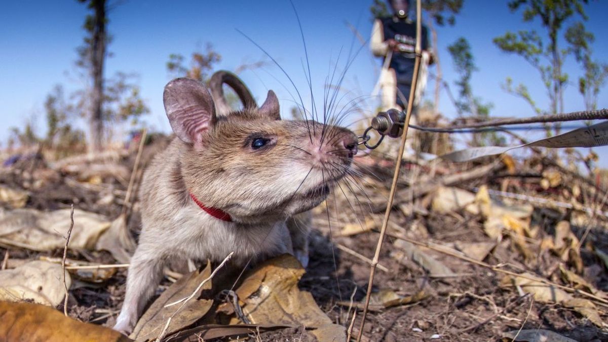 Ratten Hero Rat Landminen gefährlich Rattenarten